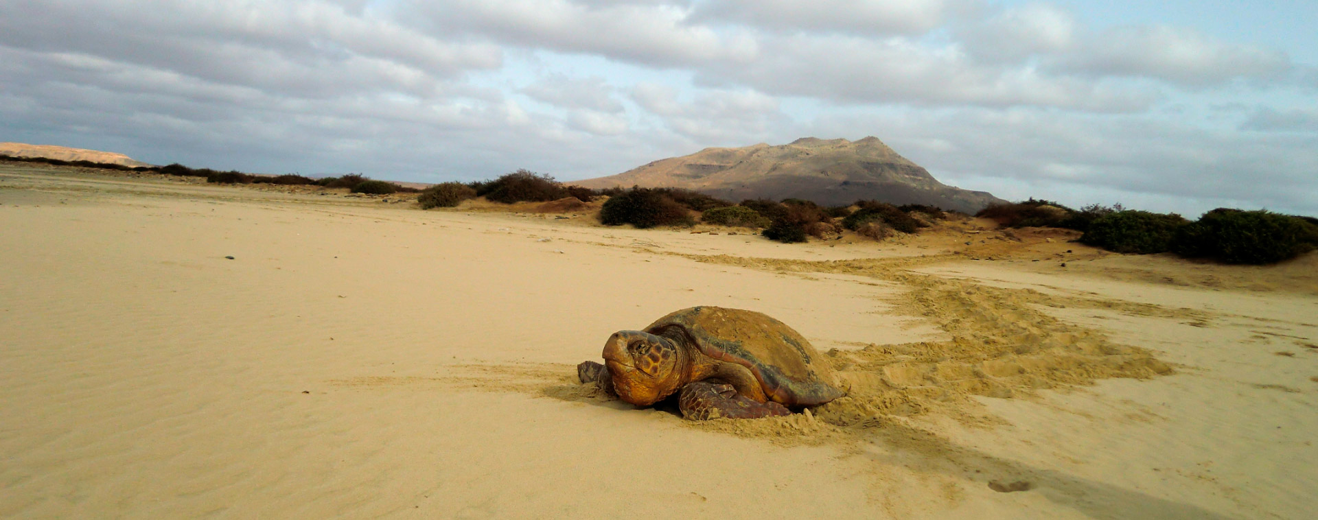 Tartaruga Boa Vista project, funded by MAVA Foundation